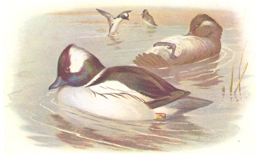 BRITISH BIRDS. Buffel-headed Ducks. THORBURN 1925 old vintage print picture